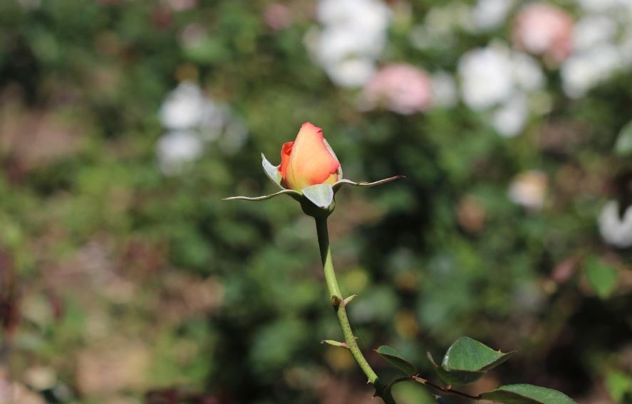 Roseto Comunale di Roma con rose in fiore durante il Concorso Internazionale