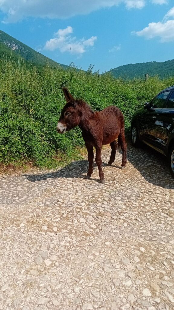 Un dolce asinello incontrato durante 'Il Cammino dei Briganti'