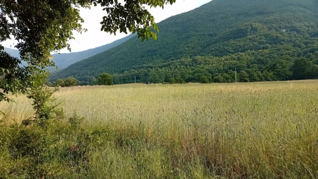 Prato verde
