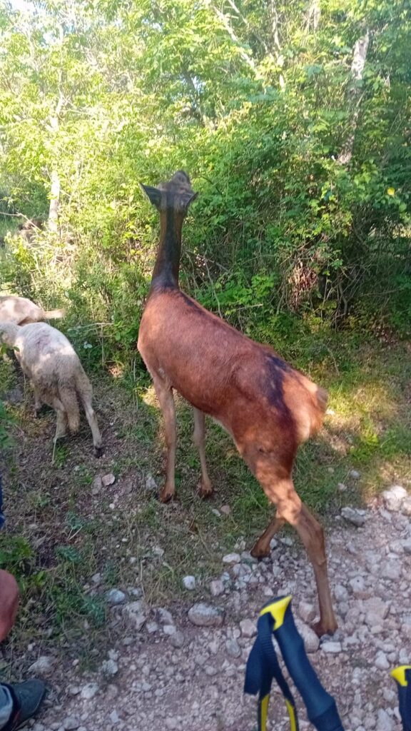 Animali che si incontrano durante il viaggio de 'Il Cammino dei Briganti'