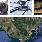 Laerte, il biancone riabilitato dal Parco Riviera di Ulisse, in migrazione verso lo Stretto di Gibilterra.